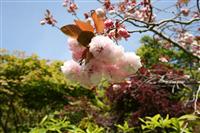 Cherry Blossoms stock photo