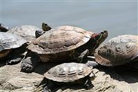 Turtles stock photo