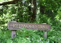 Redwood Trail (Focus on Redwood on sign) stock photo