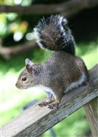 Squirrel (Focus on Head) stock photo