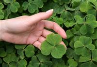 Picking a Clover stock photo