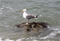 Seagull on rock stock photo