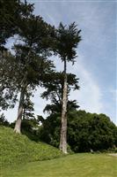 Tall Tree stock photo