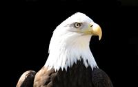 Eagle stock photo