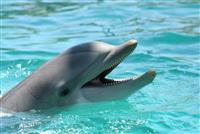 Dolphin stock photo