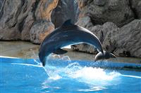 Dolphin stock photo