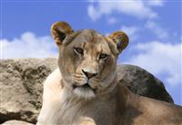 Lioness stock photo