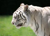 White Tiger Profile stock photo