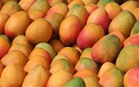 Mangos stock photo