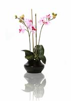 Beautiful Orchids stock photo