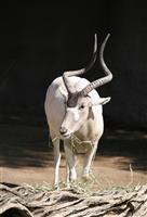 Addax Antelope stock photo