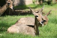 Deer stock photo