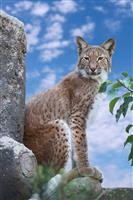 Siberian Lynx stock photo