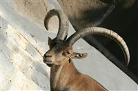 Spanish Ibex stock photo
