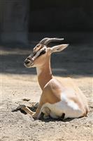Gazelle stock photo