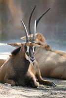 Zambian Sable Antelope stock photo