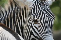 Zebra Close-up stock photo