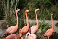 Flamingo Friends stock photo