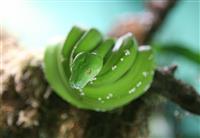 Green Tree Python stock photo