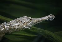 Alligator (Focus on eye) stock photo