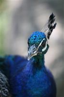 Peacock (Shallow Focus) stock photo