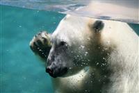 Polar Bear Waving stock photo