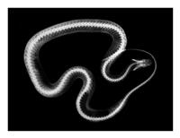 Snake X-ray stock photo