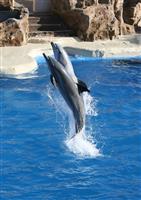 Dolphins Jumping stock photo