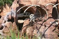 Dinosaur Bones stock photo