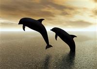 Dolphins Playing stock photo