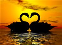 Swan Love in the Sunset stock photo