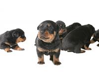 Rottweiler Puppies  stock photo