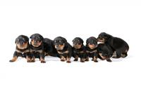 Rottweiler Puppies stock photo