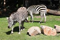 Zebras stock photo