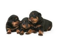 Baby Rottweilers stock photo