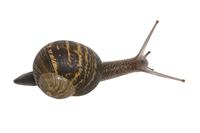 Snail stock photo
