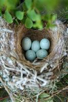 Birds Nest in Nature  stock photo