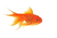 Beautiful Goldfish stock photo