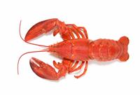 Red Lobster stock photo