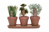 Three Herbs stock photo