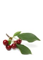 Cherries on branch stock photo