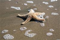 Starfish on Beach stock photo