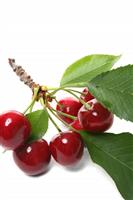 Cherries on branch stock photo
