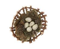 Bird Eggs in Nest stock photo