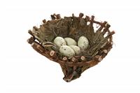 Bird Nest stock photo
