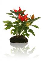 Pepper Plant stock photo