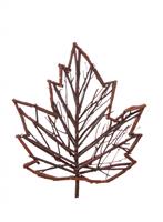 Maple Leaf stock photo