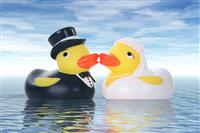 Wedding Ducks stock photo