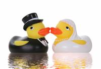 Wedding Ducks stock photo