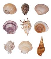 Seashells stock photo